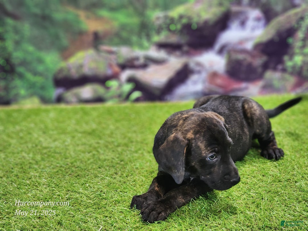 Catahoula Leopard Dog dogs for sale: Jesse 2025 Female 2 - Image 6