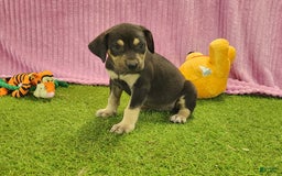 Catahoula Leopard Dog dogs for sale: Tess 2025 Female 6 - Image 12