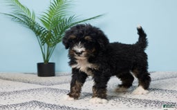 Bernedoodle dogs for sale: cooper - Image 1