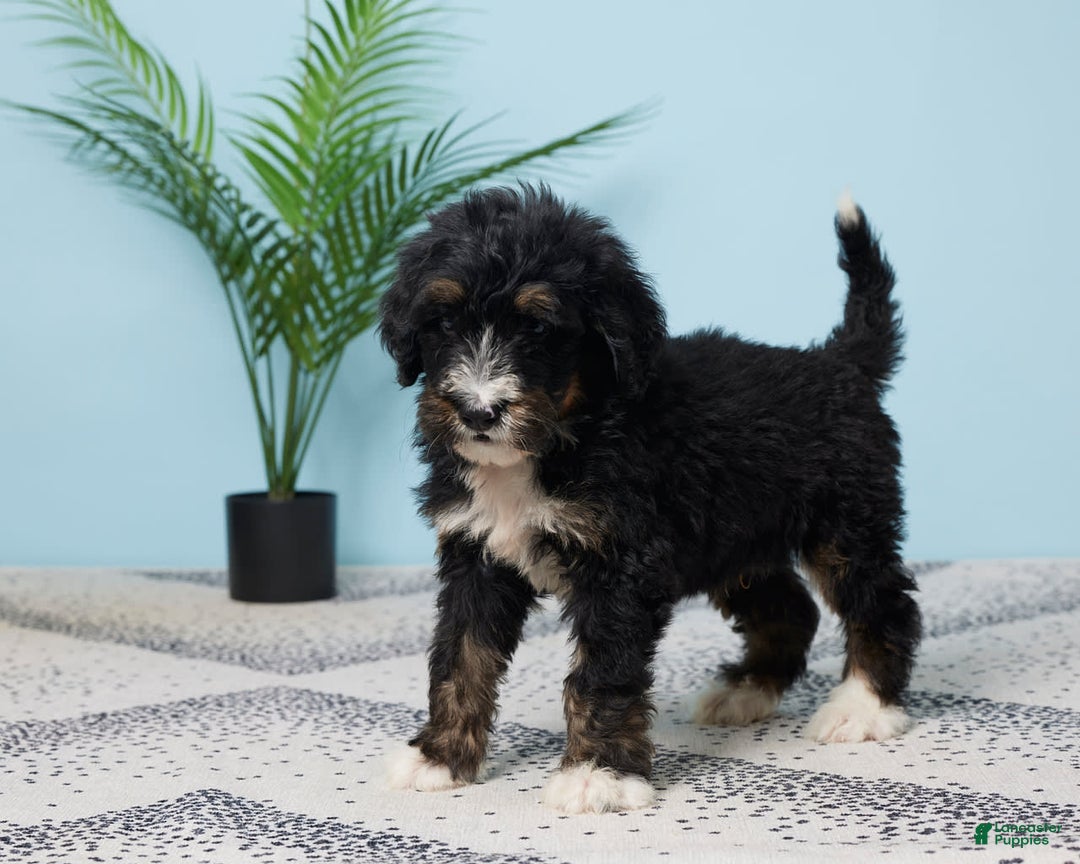 Bernedoodle dogs for sale: cooper - Image 1