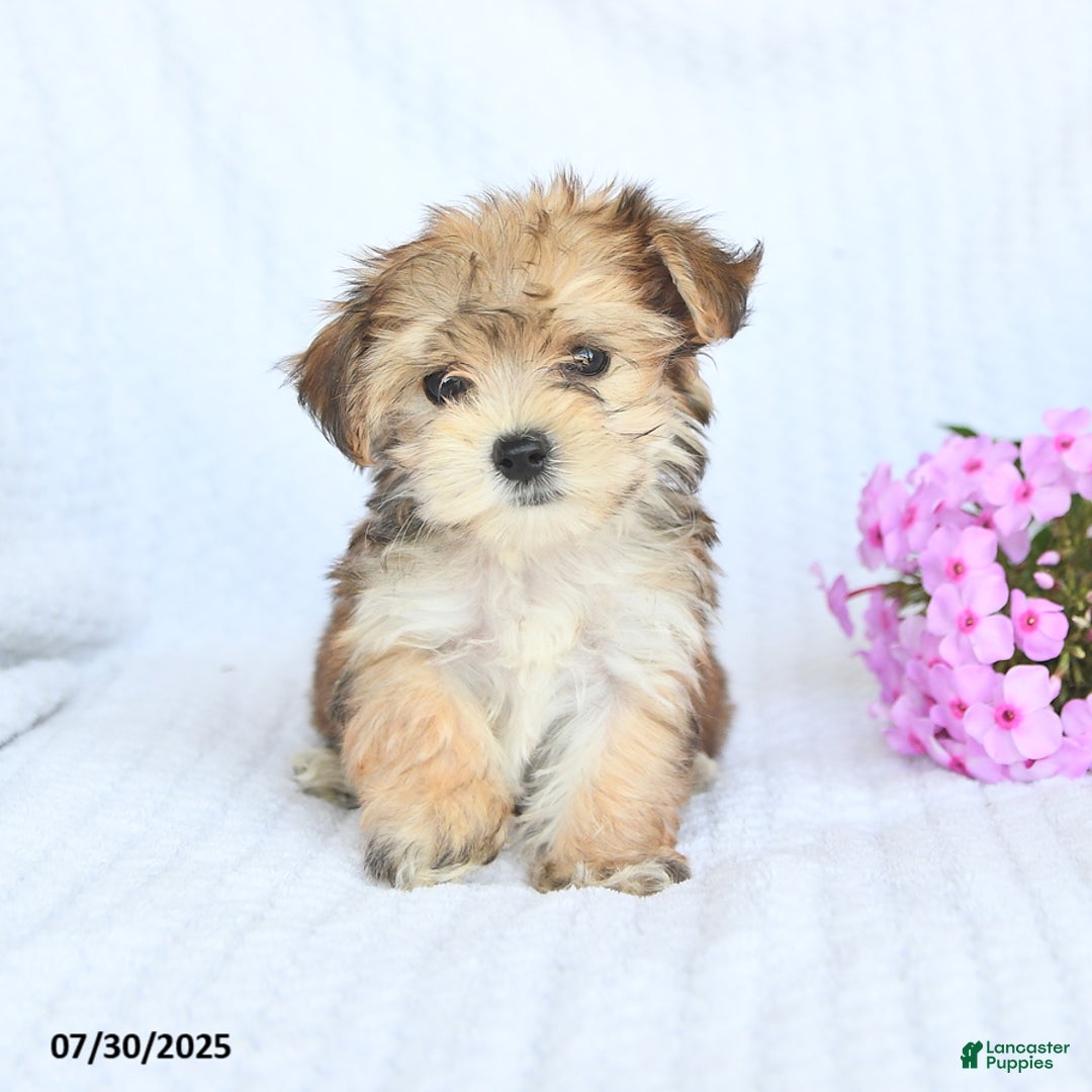 Morkie dogs for sale: Maxwell - Image 5
