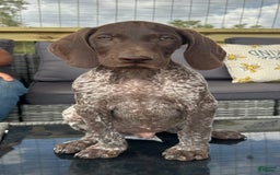 German Shorthaired Pointer dogs for sale: Hunter - Image 2