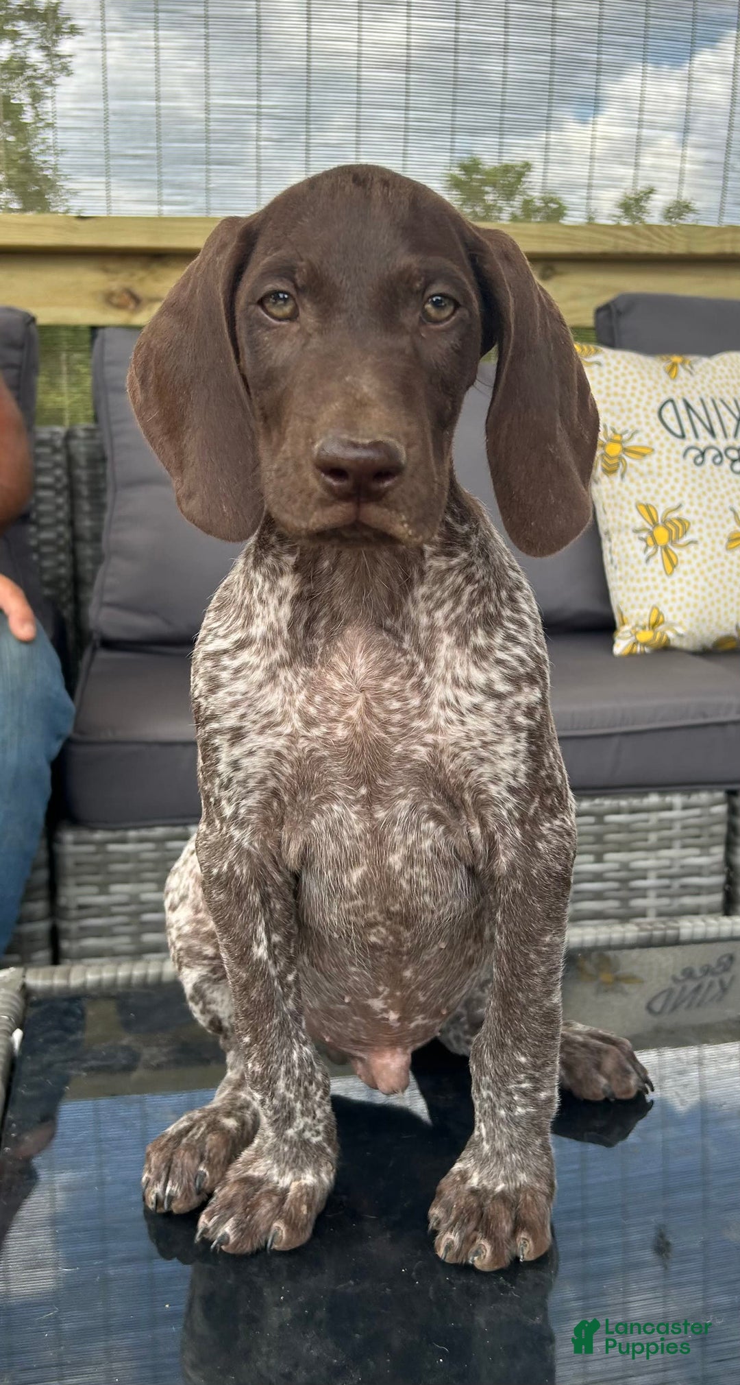 German Shorthaired Pointer dogs for sale: Hunter - Image 2