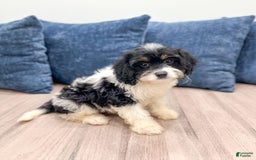 Cavapoo dogs for sale: Lulu - Image 5