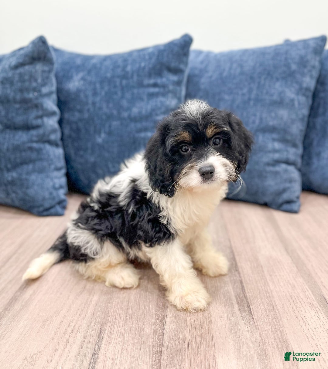 Cavapoo dogs for sale: Lulu - Image 5