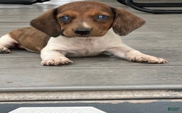 Miniature Dachshund dogs for sale: Akc Gracelyn - Image 4