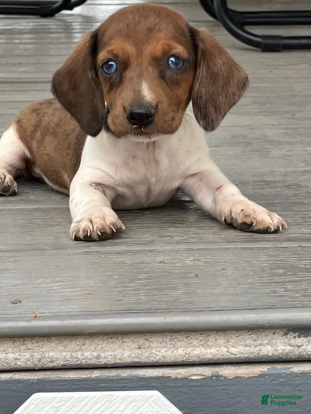 Miniature Dachshund dogs for sale: Akc Gracelyn - Image 4