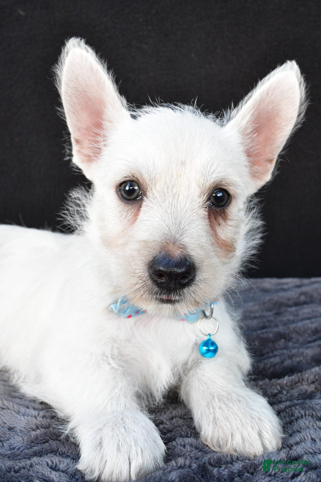 West Highland Terrier dogs for sale: Norris - Image 3