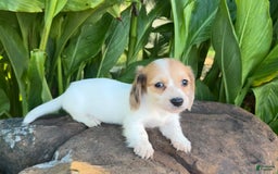 Miniature Dachshund dogs for sale: Libby LH - Image 8