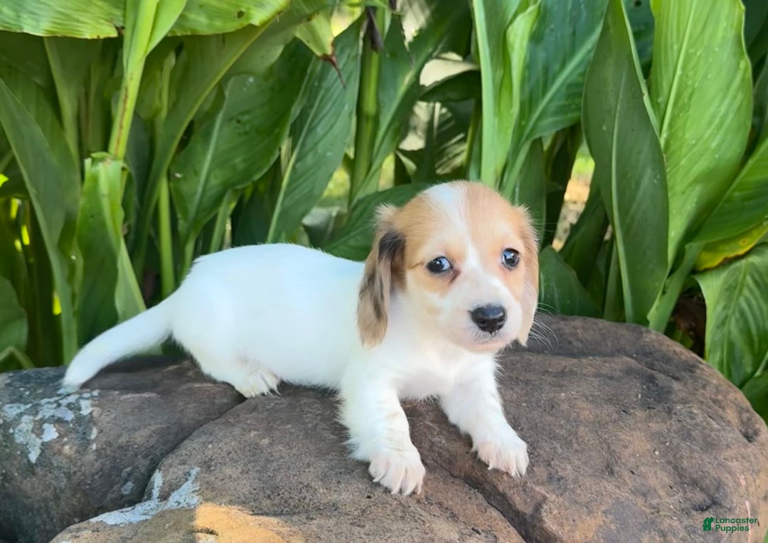 Miniature Dachshund dogs for sale: Libby LH - Image 8