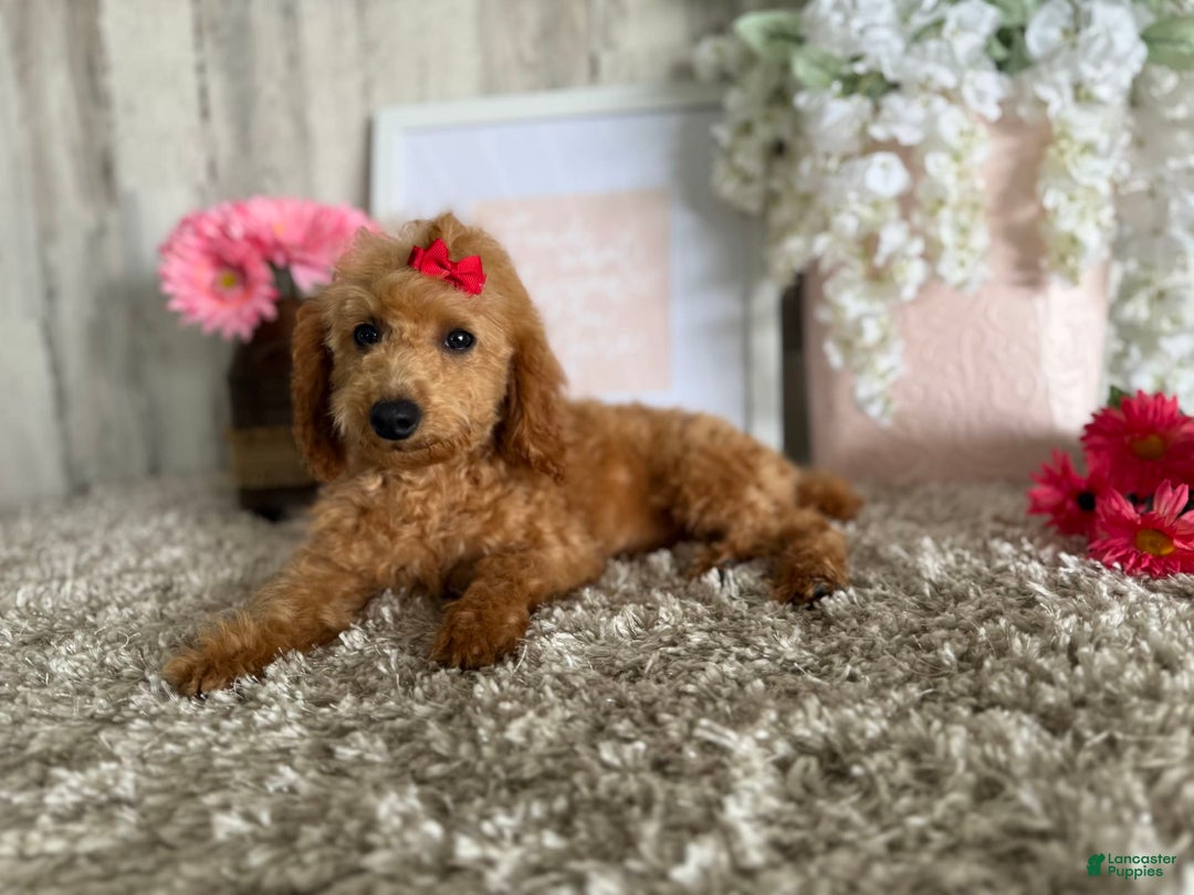 Toy Poodle dogs for sale: Cloey - Image 11