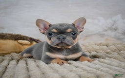 French Bulldog dogs for sale: Riley - Image 4