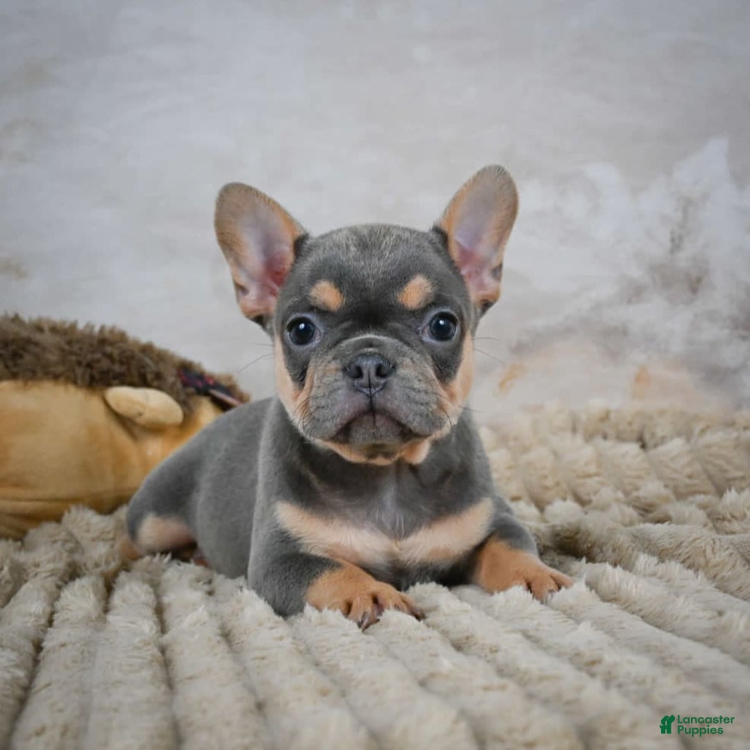 French Bulldog dogs for sale: Riley - Image 4