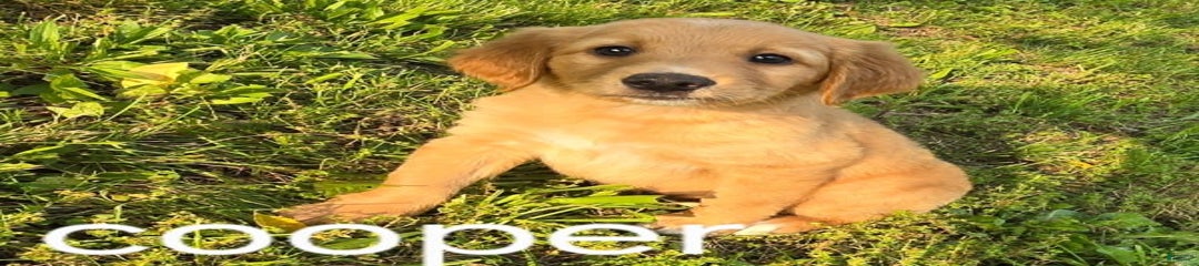 Cooper