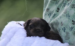 Cockapoo dogs for sale: Yukon - Image 7