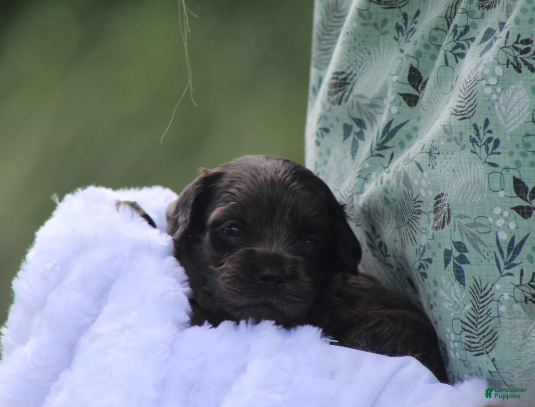 Cockapoo dogs for sale: Yukon - Image 7
