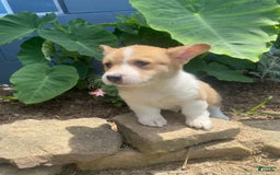 Welsh Corgi Pembroke dogs for sale: Eloise - Image 5