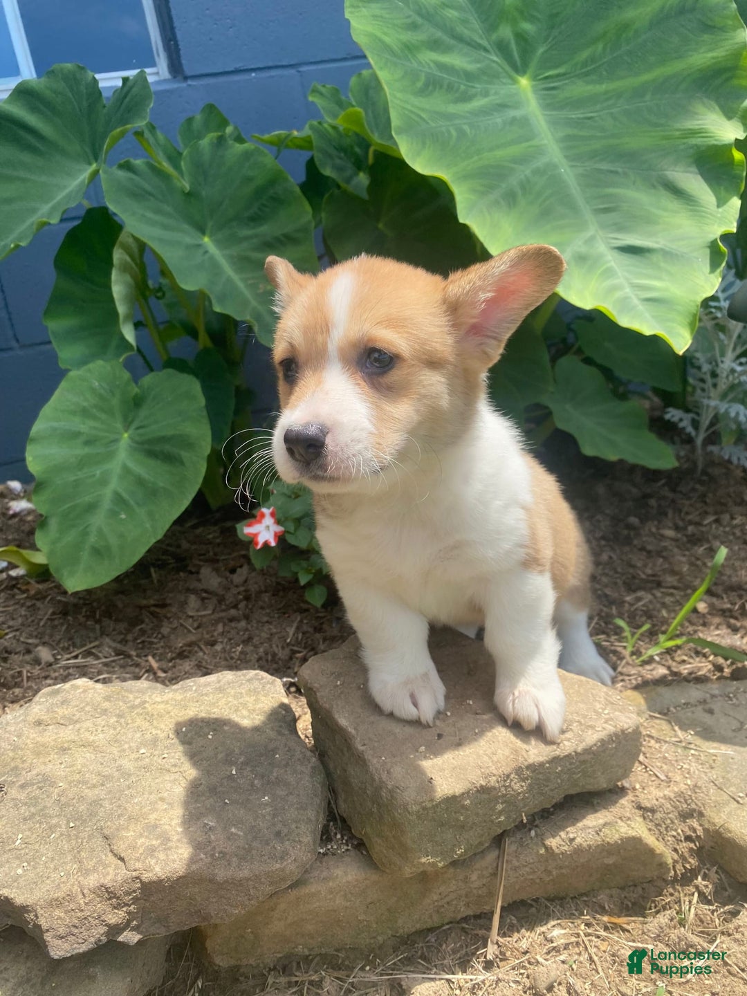 Welsh Corgi Pembroke dogs for sale: Eloise - Image 5