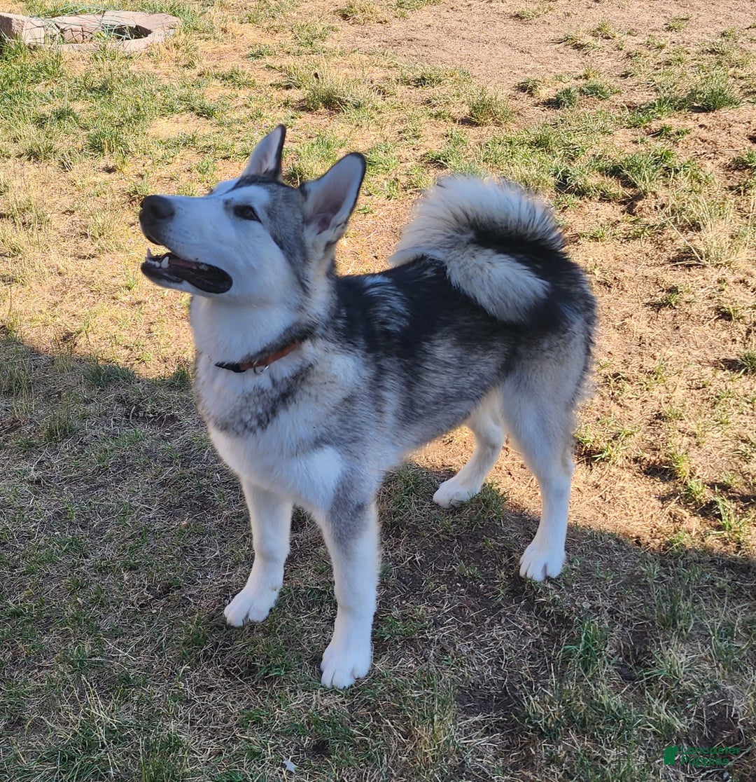 Alaskan Malamute dogs for sale: Tikaani - Image 2