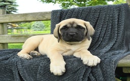 English Mastiff dogs for sale: Molly - Image 5