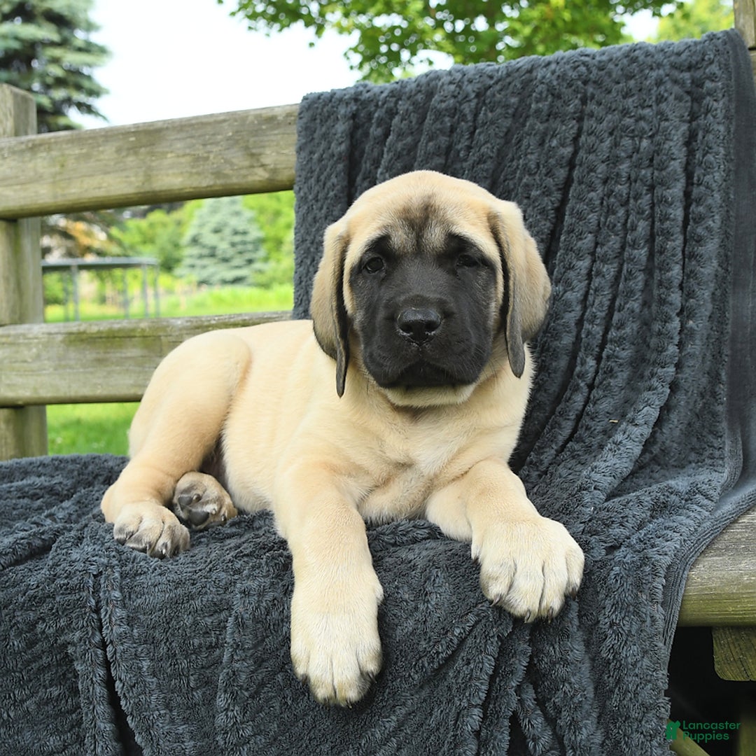 English Mastiff dogs for sale: Molly - Image 5