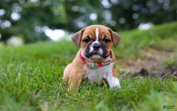 Beabull dogs for sale: Chloe - Image 5