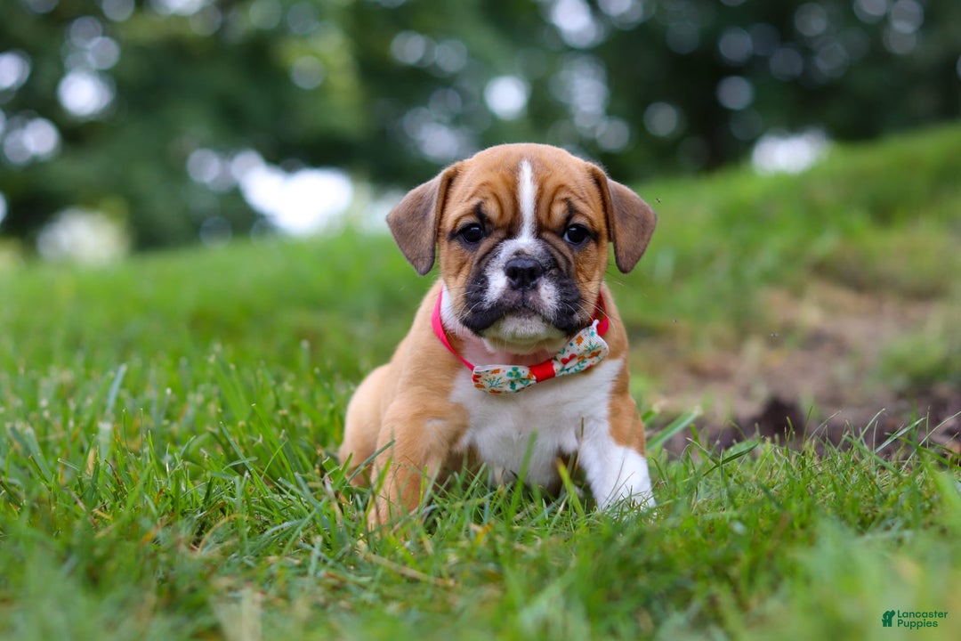 Beabull dogs for sale: Chloe - Image 5