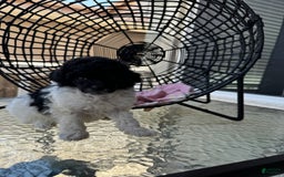 Miniature Poodle dogs for sale: Iron Man - Image 5