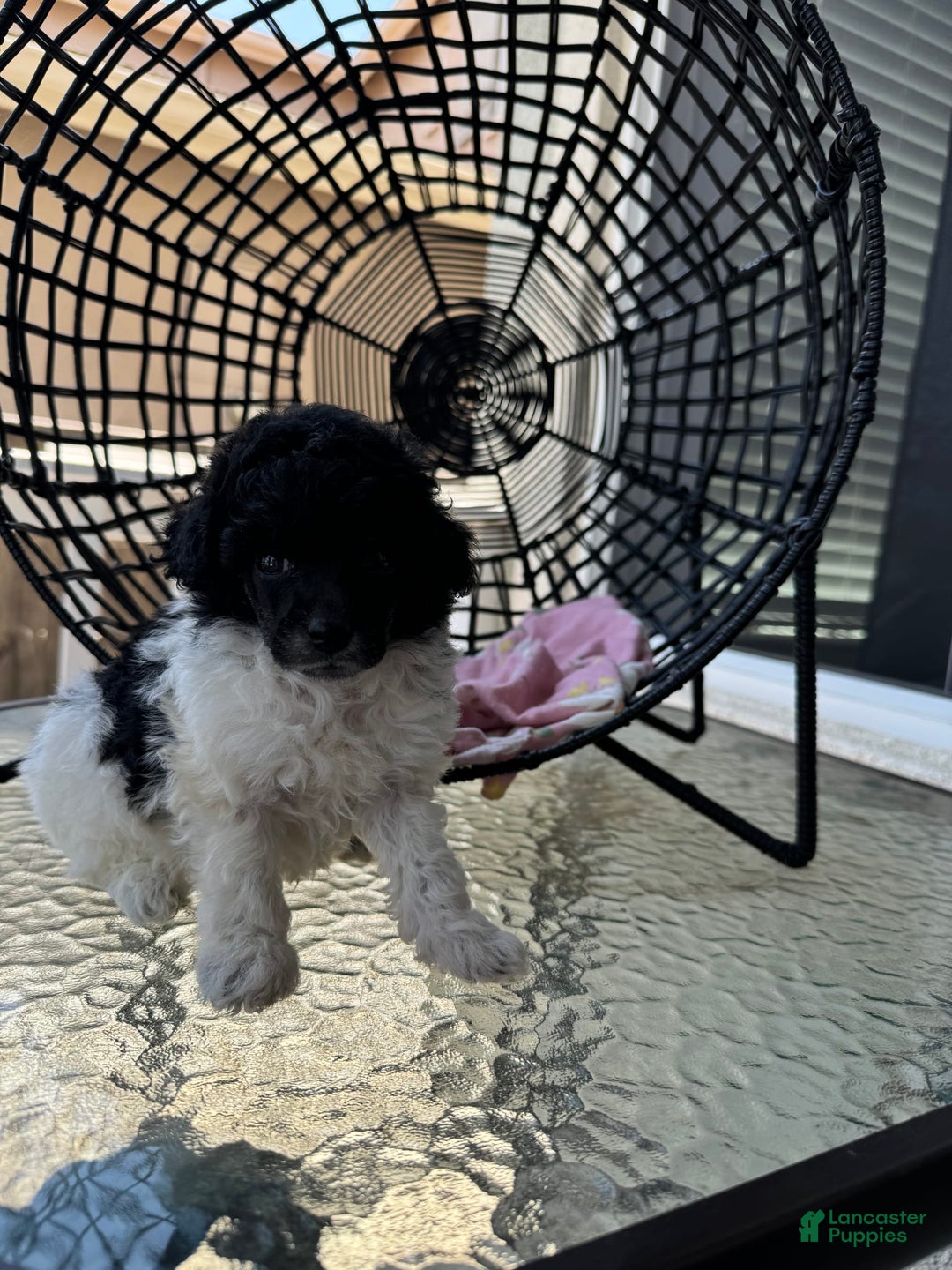 Miniature Poodle dogs for sale: Iron Man - Image 5