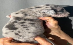 Great Dane dogs for sale: Lilly - Merle - Image 3