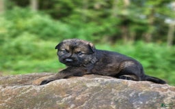 German Shepherd dogs for sale: Kora - Image 7