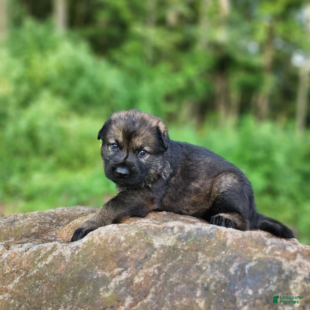 German Shepherd dogs for sale: Kora - Image 7