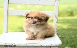 Havanese dogs for sale: Baxter - Image 1