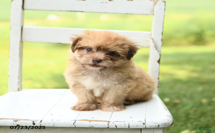 Havanese dogs for sale - Ad 2