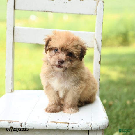 Havanese dogs for sale - Ad 2