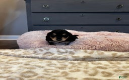 Miniature Dachshund dogs for sale: Akc Larry - Image 5