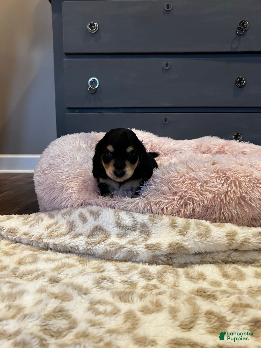 Miniature Dachshund dogs for sale: Akc Larry - Image 5