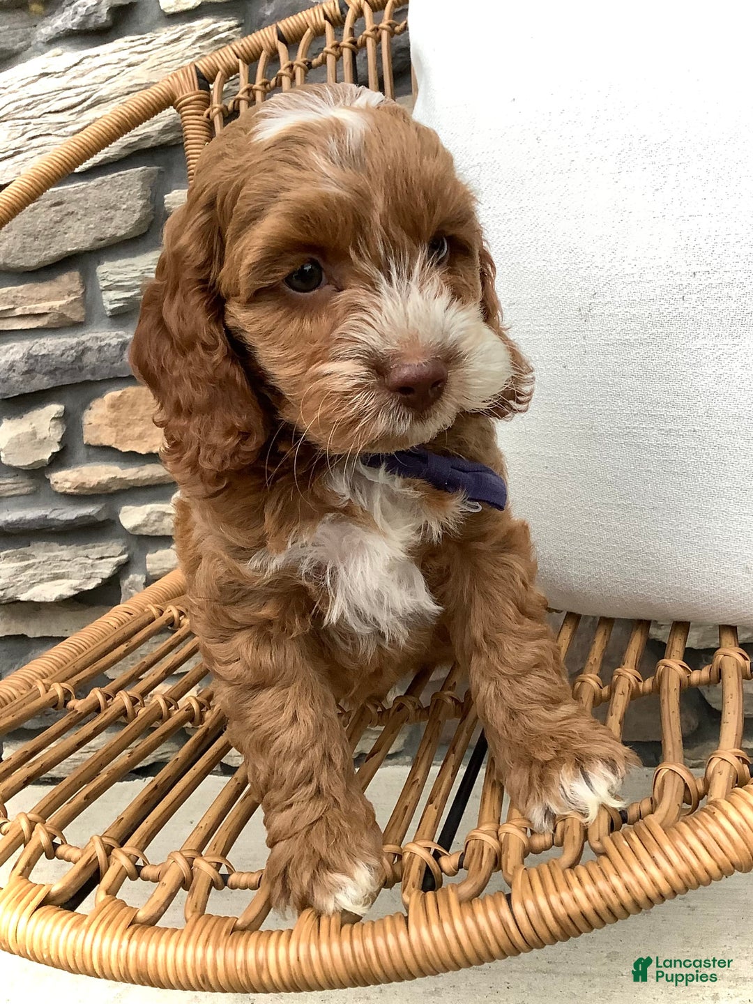 Cockapoo dogs for sale: Benji - Image 2