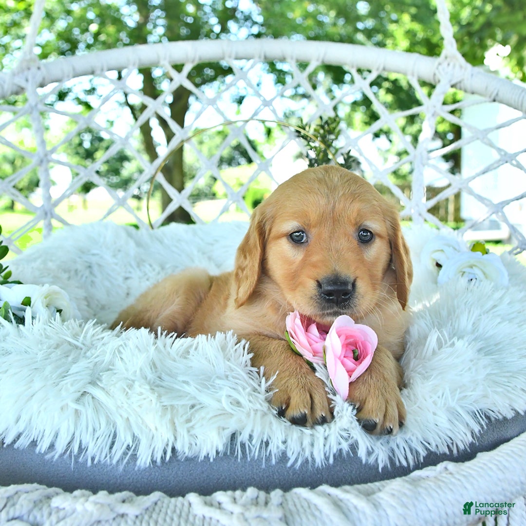 Golden Retriever dogs for sale: Aleigha - Image 1