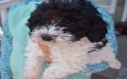 Toy Poodle dogs for sale: Ethan - Image 3