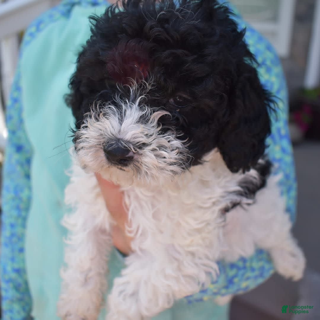 Toy Poodle dogs for sale: Ethan - Image 3