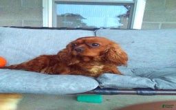 Cavapoo dogs for sale: Mighty - Image 10