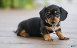 Miniature Dachshund dogs for sale: Miniature Dachshund 3 puppies - Image 9