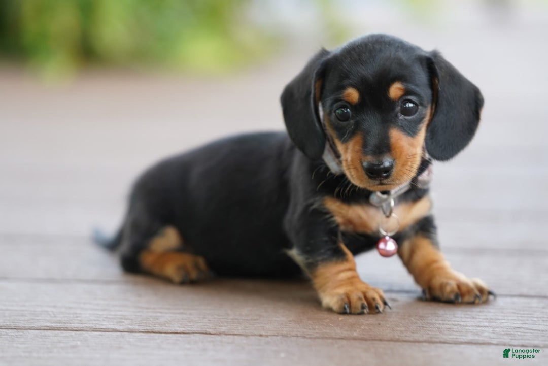 Miniature Dachshund dogs for sale: Miniature Dachshund 3 puppies - Image 9