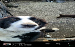 Border Collie dogs for sale: Nicky - Image 6