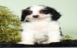 Cavapoo dogs for sale: Firecracker - Image 4