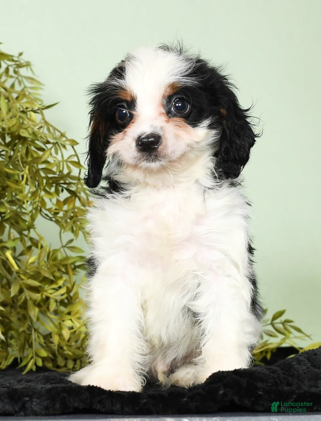 Cavapoo dogs for sale: Firecracker - Image 4