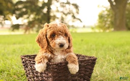 Mini Goldendoodle dogs for sale: Jet - Image 6