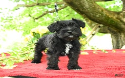 Miniature Schnauzer dogs for sale: Pearl - Image 2