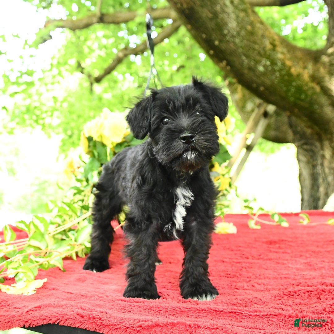 Miniature Schnauzer dogs for sale: Pearl - Image 2